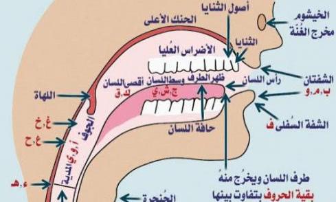 File:مخارج حروف.jpg