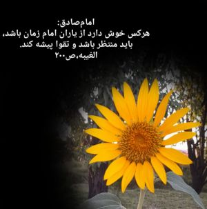 آفتابگردان کنتظر.jpg