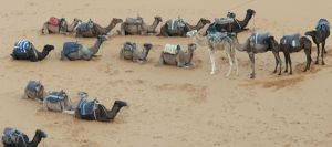 Camels in Merzouga Desert.jpg
