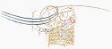 شاه عباس دوم's signature